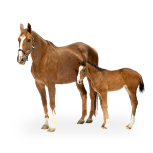 11+ Wood Pellet Bedding